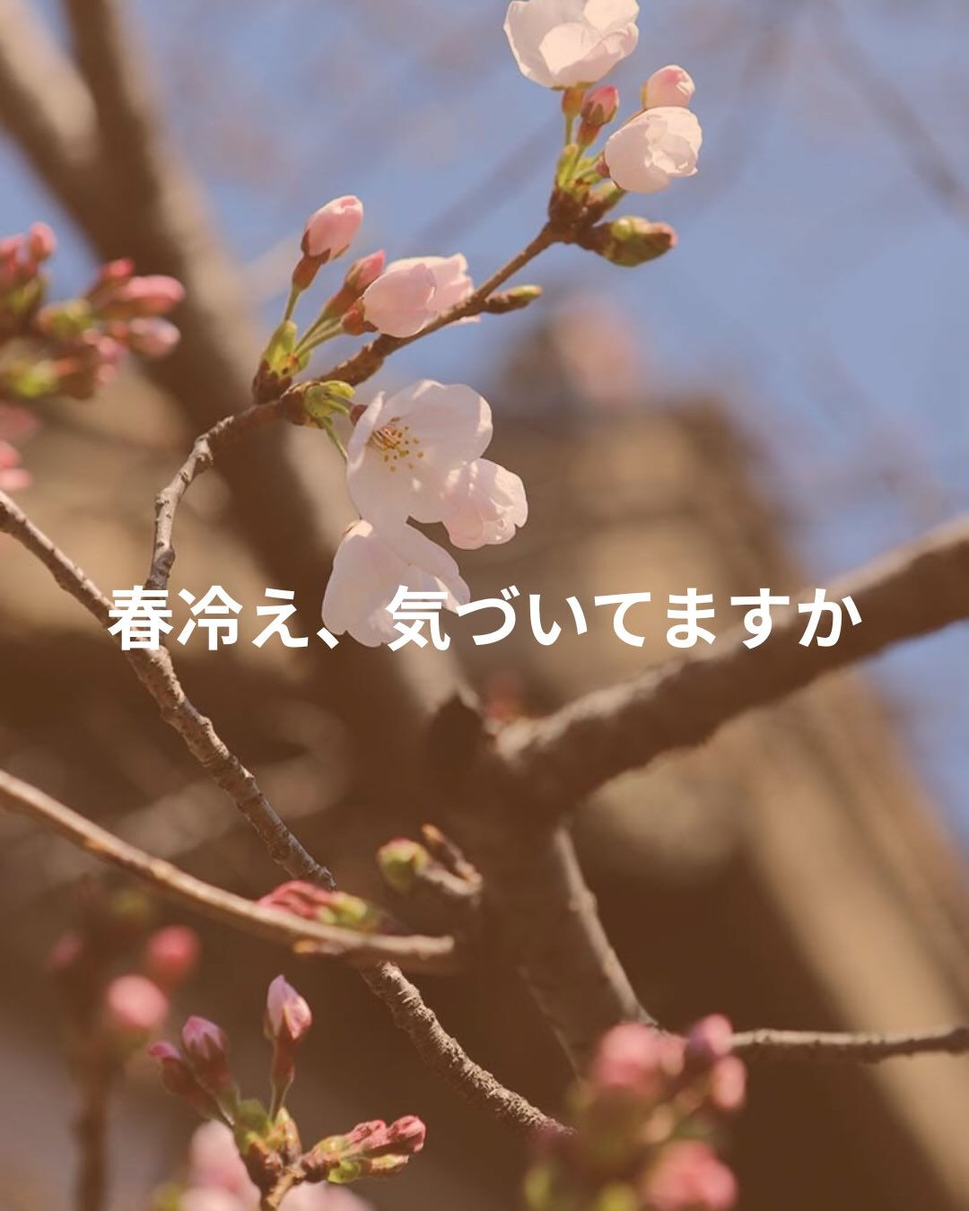 春♡桜♡と言いつつ